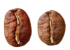 نژاد های قهوه (عربیکا،روبوستا،لیبریکا)